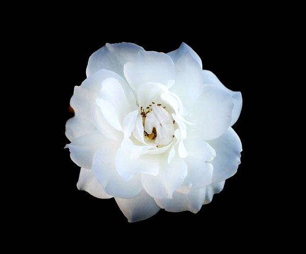 White Rose on Black