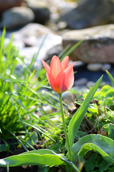 tulpen in mijn tuin: 