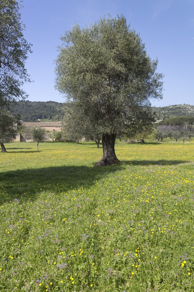 Meadow with olive trees