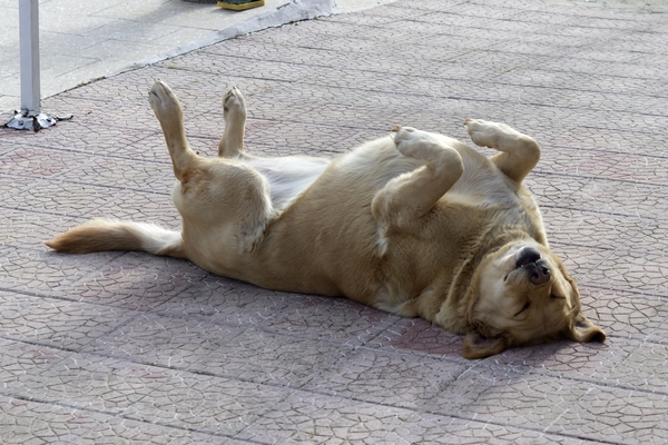 Sleepy dog: A pet labrador dog having a nap.