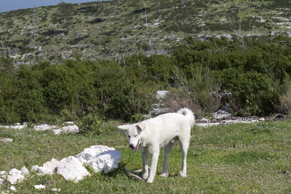 Italian shepherd dog