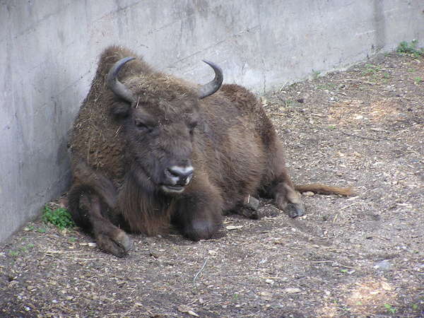 Bisons