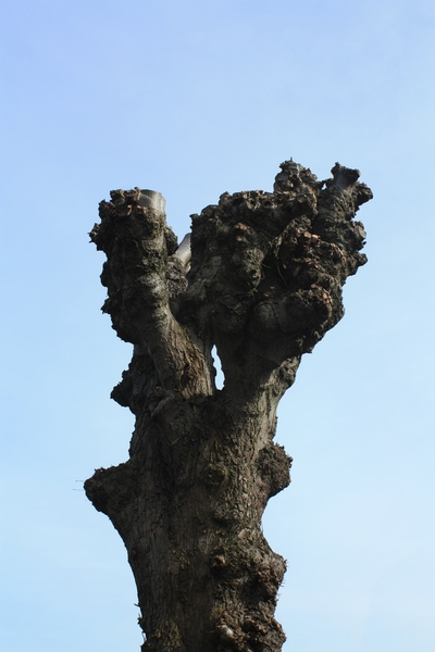 Pollarded tree