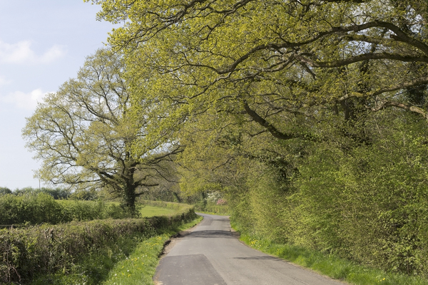 Rural road in spring: A rural road in West Sussex, England, in spring.