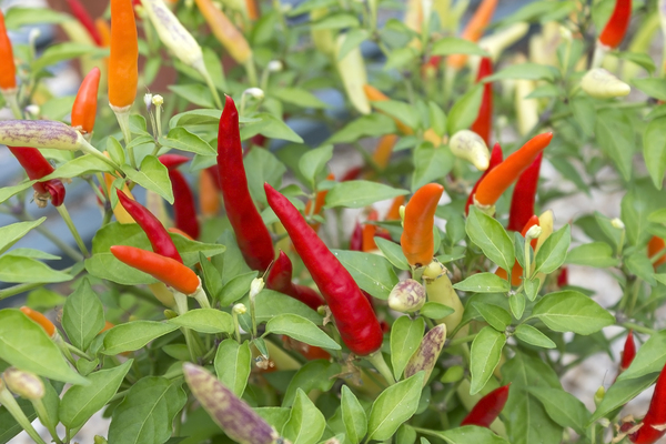 Chili peppers: Chili peppers growing in a greenhouse in England.