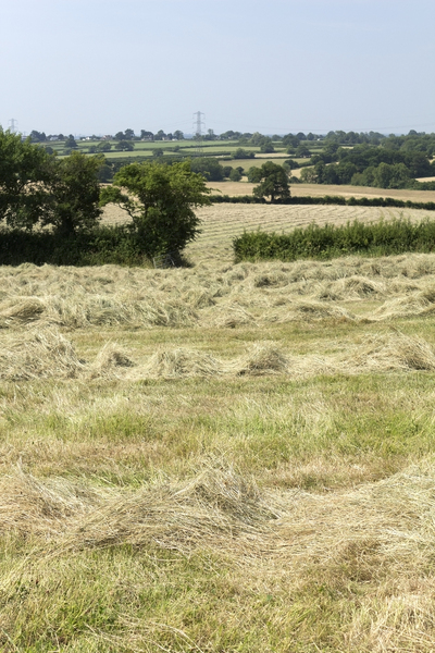 Hay field landscape