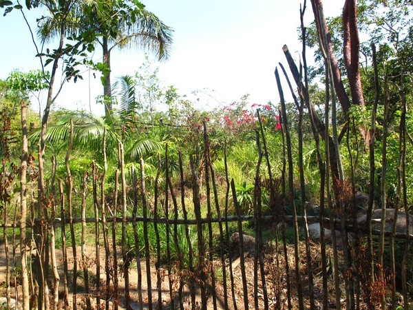 Rustic fence in the jungle