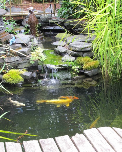 Fish in Japanese garden: Decorative koi fish swim in the pool of a Japanese Garden in Seattle. Small waterfall, sculpture, hanging branch, and footbridge visible.