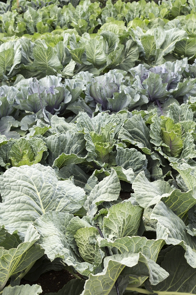 Cabbage varieties