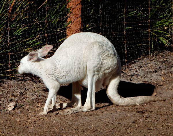 albino kangaroo1