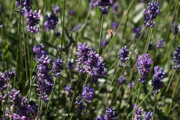 Lavendar and bee