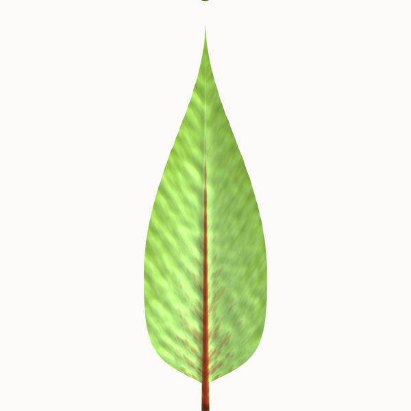 Isolated Leaf 4