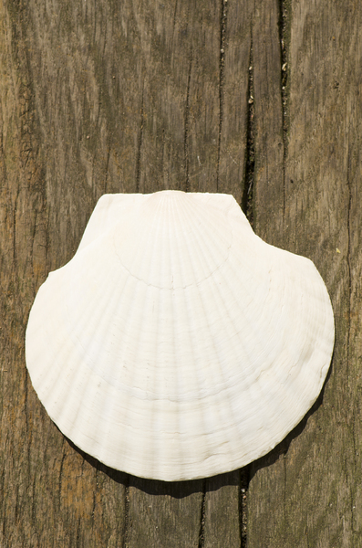 Shell on wooden background