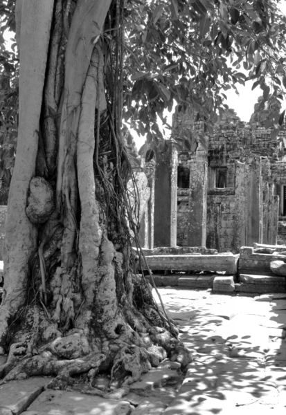 temple trees11