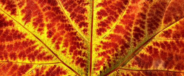 autumn leaf light3