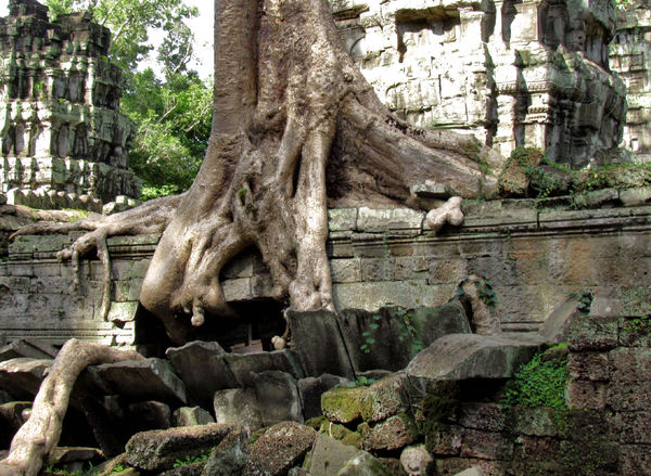 temple trees2