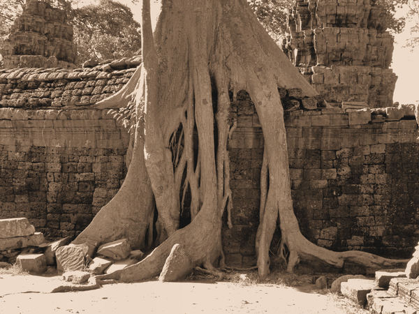 temple trees1