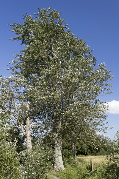 White poplar tree