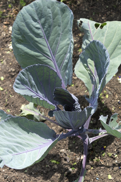 Young cabbage plants