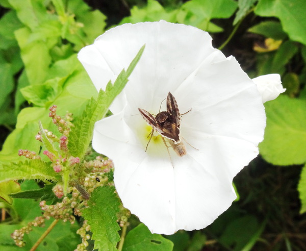 Moth inside white flower