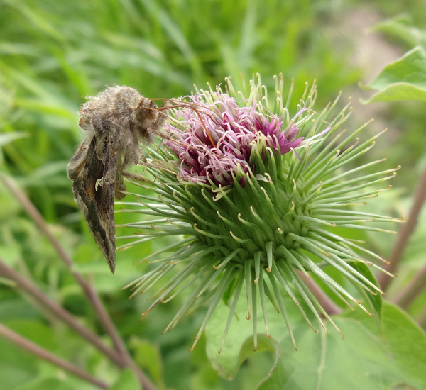 Moth on flower