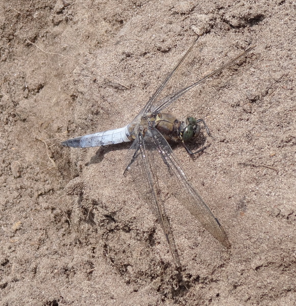 Dragonfly sitting on the sand