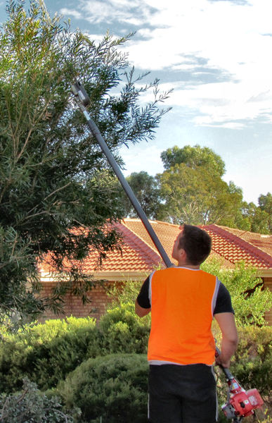 tree-trimmer: tree-trimmer