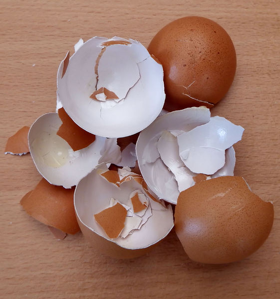 broken egg shells3