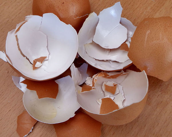 broken egg shells4