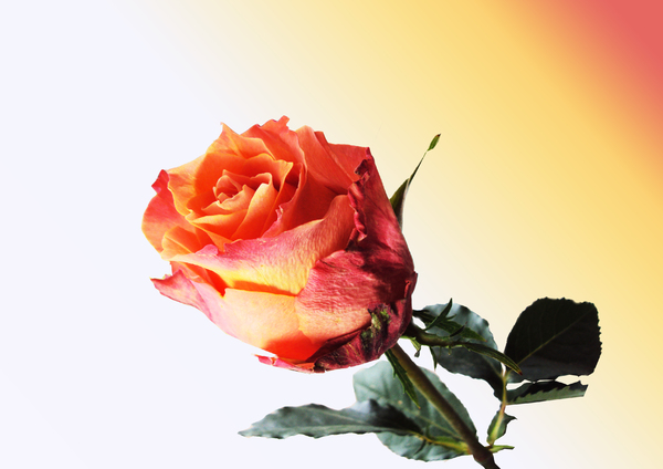 Red Gold Rose
