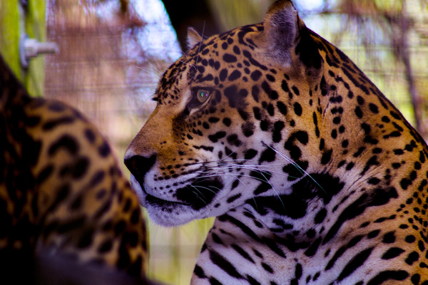 South American Jag