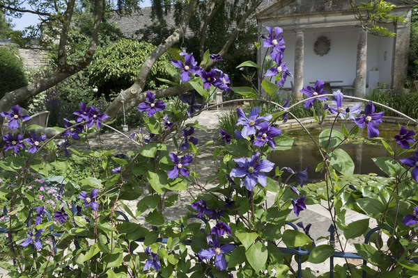 Blue Clematis flowers