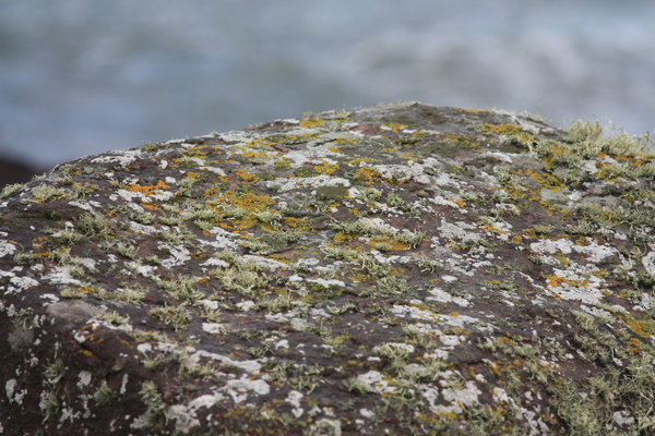 Lichen covered rock