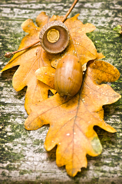 Acorn fall scene: Oak leaves with acorn