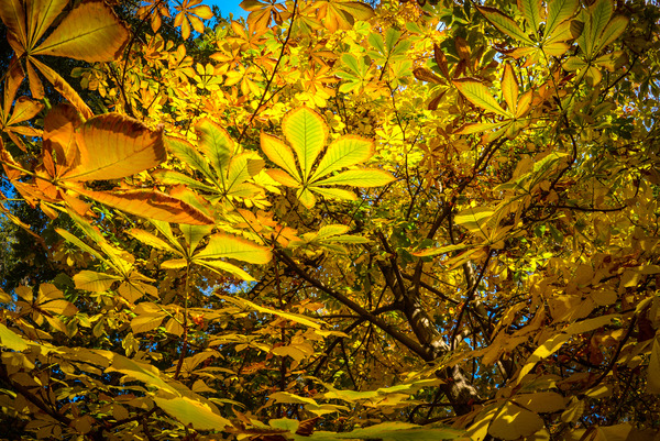 chestnut foliage background