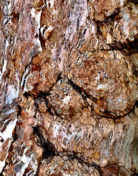 tree bark abstract6