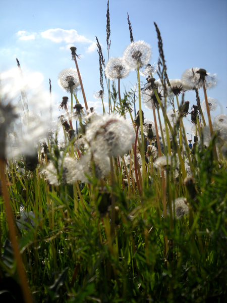 dandelions and grass 1