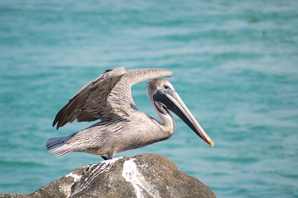 pelican series 2