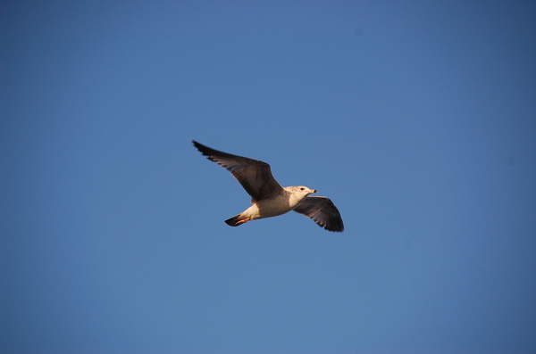 Gull: a gull flying over Daytona beach