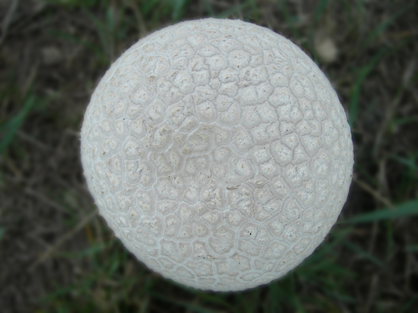 Giant Mushroom 1