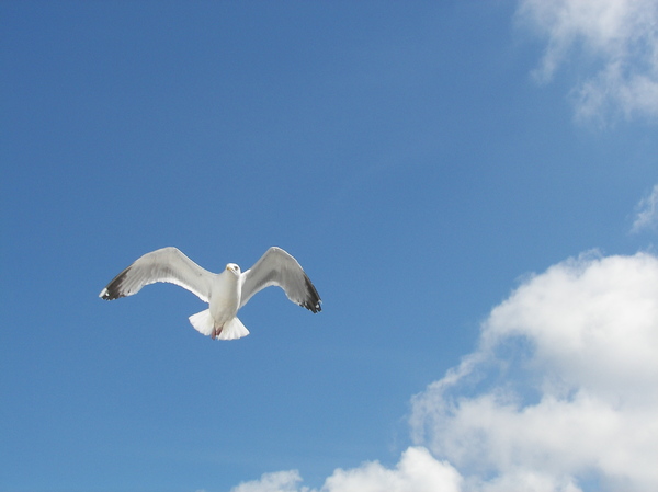 Flying Seagull 1