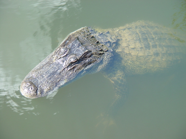 alligator 1