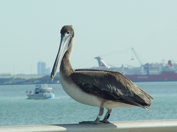 pelican 3