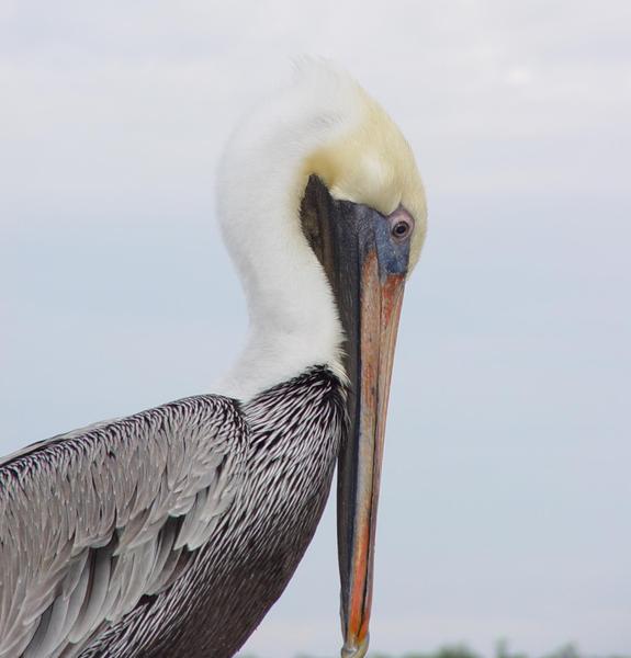 pelican 4