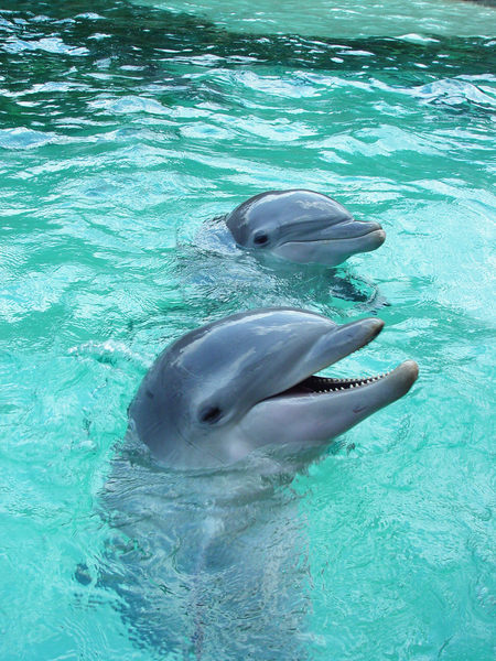 dolphin 2