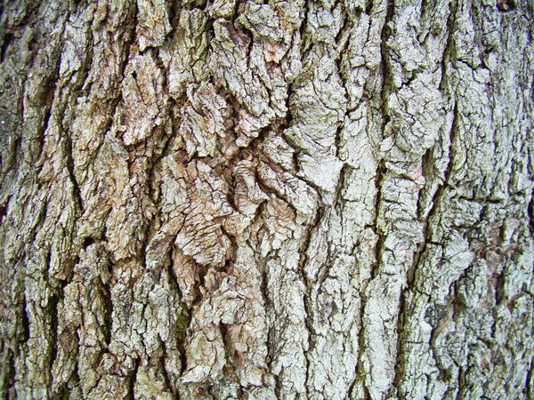 bark 1