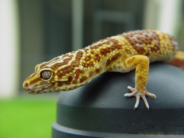 leopard gecko 4