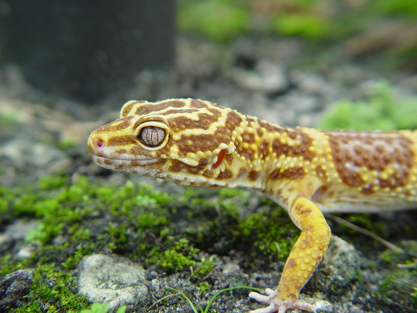 leopard gecko 3