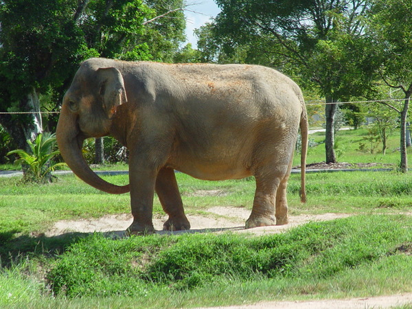 elephant 5