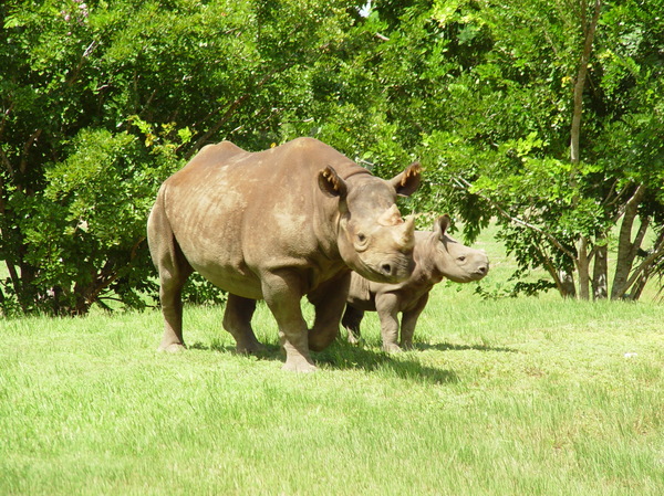 rhinoceros 1